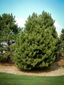 Сосна Чёрная (Pinus Nigra) купить по цене от 270.00р. в интернет-магазине «Посадика» с доставкой почтой в в Николаевск-на-Амурее и по всей России – [изображение №1].