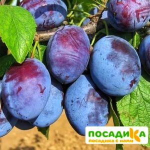 Слива Чачакская ранняя купить по цене от 229.00р. в интернет-магазине «Посадика» с доставкой почтой в в Николаевск-на-Амурее и по всей России – [изображение №1].