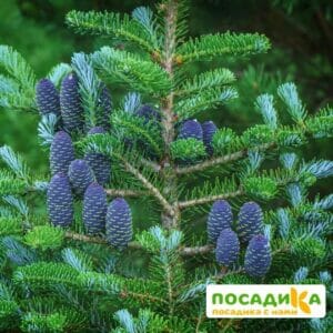 Пихта корейская (Abies koreana) купить по цене от 450.00р. в интернет-магазине «Посадика» с доставкой почтой в в Николаевск-на-Амурее и по всей России – [изображение №1].