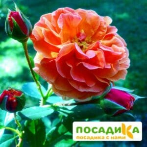 Роза Арабия купить по цене от 350.00р. в интернет-магазине «Посадика» с доставкой почтой в в Николаевск-на-Амурее и по всей России – [изображение №1].