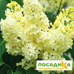 Сирень Примроуз (Primrose) купить по цене от 529.00р. в интернет-магазине «Посадика» с доставкой почтой в в Николаевск-на-Амурее и по всей России – [изображение №1].