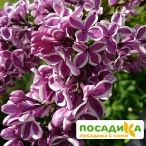 Сирень Сенсация купить по цене от 529.00р. в интернет-магазине «Посадика» с доставкой почтой в в Николаевск-на-Амурее и по всей России – [изображение №1].