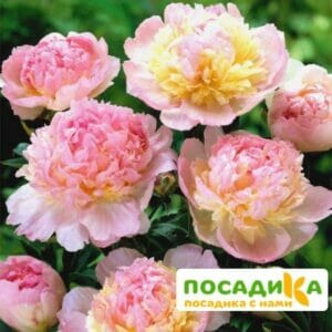 Пион Распберри Сандей (Paeonia Raspberry Sundae) купить по цене от 959р. в интернет-магазине «Посадика» с доставкой почтой в в Николаевск-на-Амурее и по всей России – [изображение №1].