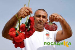 Клубника Гигант Джорнея купить по цене от 266р. в интернет-магазине «Посадика» с доставкой почтой в в Николаевск-на-Амурее и по всей России – [изображение №1].