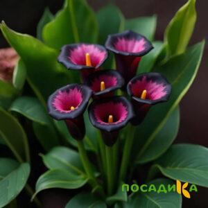 Калла Аура Лейс купить по цене от 400р. в интернет-магазине «Посадика» с доставкой почтой в в Николаевск-на-Амурее и по всей России – [изображение №1].