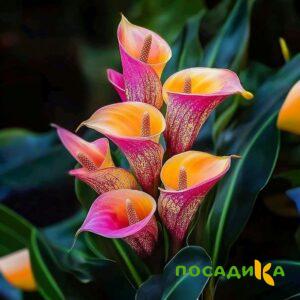 Калла Оникс купить по цене от 450р. в интернет-магазине «Посадика» с доставкой почтой в в Николаевск-на-Амурее и по всей России – [изображение №1].