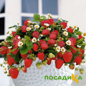 Клубника Рубиновый Шепот (горшечная) купить по цене от 240р. в интернет-магазине «Посадика» с доставкой почтой в в Николаевск-на-Амурее и по всей России – [изображение №1].