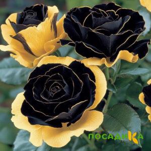 Роза Ханни Сикл купить по цене от 700р. в интернет-магазине «Посадика» с доставкой почтой в в Николаевск-на-Амурее и по всей России – [изображение №1].