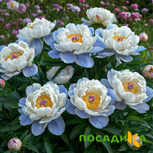 Пион акварельный Этюд купить по цене от 806р. в интернет-магазине «Посадика» с доставкой почтой в в Николаевск-на-Амурее и по всей России – [изображение №1].