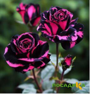 Роза Багровый Шепот купить по цене от 366р. в интернет-магазине «Посадика» с доставкой почтой в в Николаевск-на-Амурее и по всей России – [изображение №1].