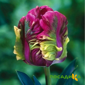 Тюльпан Экзотик Хэвен купить по цене от 186р. в интернет-магазине «Посадика» с доставкой почтой в в Николаевск-на-Амурее и по всей России – [изображение №1].
