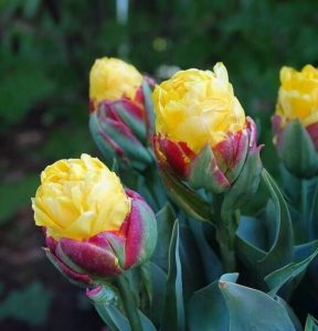 Тюльпан Айс Крим Банана купить по цене от 360р. в интернет-магазине «Посадика» с доставкой почтой в в Николаевск-на-Амурее и по всей России – [изображение №1].