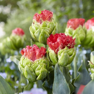 Тюльпан Бычий Глаз купить по цене от 275р. в интернет-магазине «Посадика» с доставкой почтой в в Николаевск-на-Амурее и по всей России – [изображение №1].