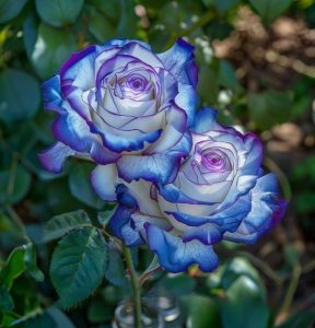 Роза Пэтолз Хоуп купить по цене от 333р. в интернет-магазине «Посадика» с доставкой почтой в в Николаевск-на-Амурее и по всей России – [изображение №1].