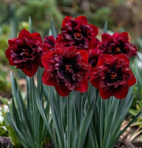 Нарцисс Сапфировый Бриз купить по цене от 3000р. в интернет-магазине «Посадика» с доставкой почтой в в Николаевск-на-Амурее и по всей России – [изображение №1].