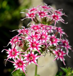 Флокс Метельчатый Путь купить по цене от 456р. в интернет-магазине «Посадика» с доставкой почтой в в Николаевск-на-Амурее и по всей России – [изображение №1].