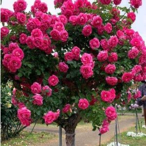 Роза Версаля купить по цене от 232р. в интернет-магазине «Посадика» с доставкой почтой в в Николаевск-на-Амурее и по всей России – [изображение №1].