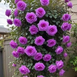 Роза Мистик Уайт купить по цене от 620р. в интернет-магазине «Посадика» с доставкой почтой в в Николаевск-на-Амурее и по всей России – [изображение №1].