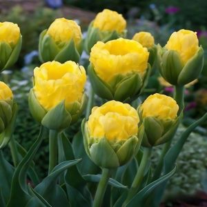 Тюльпан махровый Ванила Коп купить по цене от 159р. в интернет-магазине «Посадика» с доставкой почтой в в Николаевск-на-Амурее и по всей России – [изображение №1].