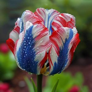 Тюльпан Ремс Сенсейшн купить по цене от 219р. в интернет-магазине «Посадика» с доставкой почтой в в Николаевск-на-Амурее и по всей России – [изображение №1].