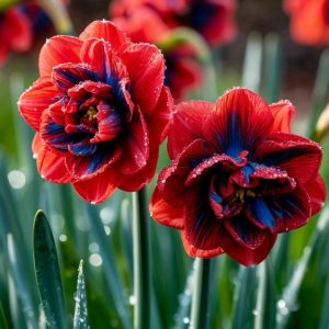 Нарцисс Эрличе купить по цене от 386р. в интернет-магазине «Посадика» с доставкой почтой в в Николаевск-на-Амурее и по всей России – [изображение №1].