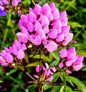 Флокс Бутоник купить по цене от 461р. в интернет-магазине «Посадика» с доставкой почтой в в Николаевск-на-Амурее и по всей России – [изображение №1].