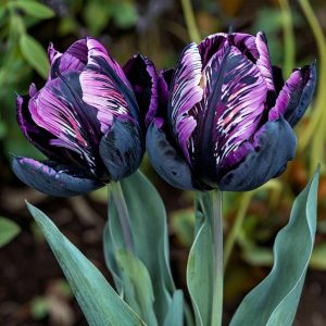Тюльпан Блэк Каньон купить по цене от 305р. в интернет-магазине «Посадика» с доставкой почтой в в Николаевск-на-Амурее и по всей России – [изображение №1].