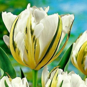 Тюльпан Экзотик Пуруссима купить по цене от 305р. в интернет-магазине «Посадика» с доставкой почтой в в Николаевск-на-Амурее и по всей России – [изображение №1].