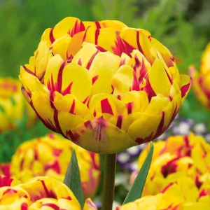Тюльпан махровый Голден Ницц купить по цене от 361р. в интернет-магазине «Посадика» с доставкой почтой в в Николаевск-на-Амурее и по всей России – [изображение №1].
