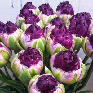 Тюльпан Анаконда купить по цене от 450р. в интернет-магазине «Посадика» с доставкой почтой в в Николаевск-на-Амурее и по всей России – [изображение №1].