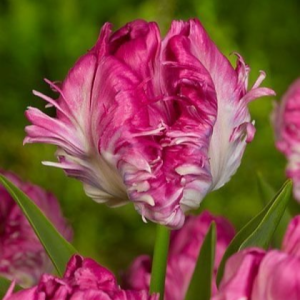 Тюльпан махровый Кул Кристал купить по цене от 400р. в интернет-магазине «Посадика» с доставкой почтой в в Николаевск-на-Амурее и по всей России – [изображение №1].