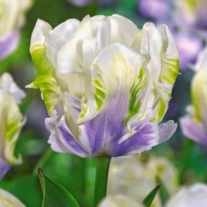 Тюльпан Уайт Лизарт купить по цене от 360р. в интернет-магазине «Посадика» с доставкой почтой в в Николаевск-на-Амурее и по всей России – [изображение №1].