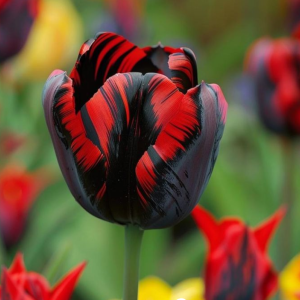 Тюльпан Блэк Перрот купить по цене от 351р. в интернет-магазине «Посадика» с доставкой почтой в в Николаевск-на-Амурее и по всей России – [изображение №1].