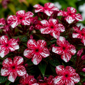 Флокс Ливер Гриммер купить по цене от 590р. в интернет-магазине «Посадика» с доставкой почтой в в Николаевск-на-Амурее и по всей России – [изображение №1].