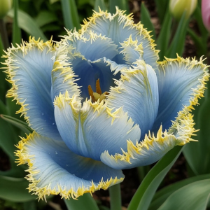 Тюльпан Махровый Амплуа купить по цене от 199р. в интернет-магазине «Посадика» с доставкой почтой в в Николаевск-на-Амурее и по всей России – [изображение №1].