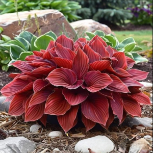 Хоста Рэд Эйнджл купить по цене от 549р. в интернет-магазине «Посадика» с доставкой почтой в в Николаевск-на-Амурее и по всей России – [изображение №1].