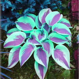 Хоста Висперин Бьюти купить по цене от 379р. в интернет-магазине «Посадика» с доставкой почтой в в Николаевск-на-Амурее и по всей России – [изображение №1].