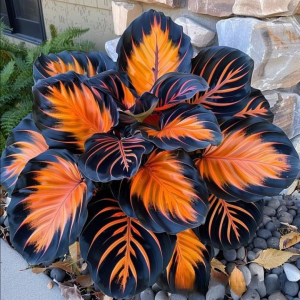 Хоста Сикрет Форест купить по цене от 601р. в интернет-магазине «Посадика» с доставкой почтой в в Николаевск-на-Амурее и по всей России – [изображение №1].