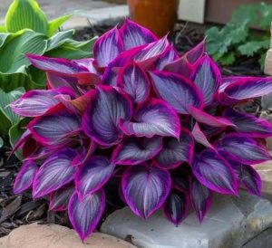 Хоста Сикрет Гарденс купить по цене от 549р. в интернет-магазине «Посадика» с доставкой почтой в в Николаевск-на-Амурее и по всей России – [изображение №1].