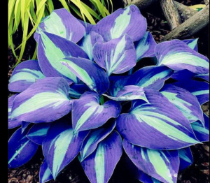 Хоста Аурелия купить по цене от 450р. в интернет-магазине «Посадика» с доставкой почтой в в Николаевск-на-Амурее и по всей России – [изображение №1].