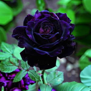 Роза Блэк Пантер купить по цене от 319р. в интернет-магазине «Посадика» с доставкой почтой в в Николаевск-на-Амурее и по всей России – [изображение №1].