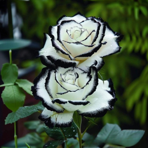 Роза Силк Ивин купить по цене от 319р. в интернет-магазине «Посадика» с доставкой почтой в в Николаевск-на-Амурее и по всей России – [изображение №1].