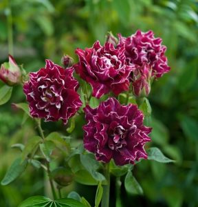 Роза Опаловый Пейзаж купить по цене от 490р. в интернет-магазине «Посадика» с доставкой почтой в в Николаевск-на-Амурее и по всей России – [изображение №1].