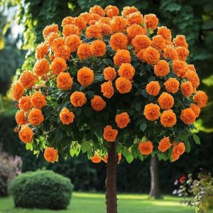 Роза Солнечный Шарм купить по цене от 349р. в интернет-магазине «Посадика» с доставкой почтой в в Николаевск-на-Амурее и по всей России – [изображение №1].