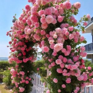 Роза Пастель Розе купить по цене от 605р. в интернет-магазине «Посадика» с доставкой почтой в в Николаевск-на-Амурее и по всей России – [изображение №1].