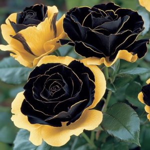 Роза Ханни Сикл купить по цене от 700р. в интернет-магазине «Посадика» с доставкой почтой в в Николаевск-на-Амурее и по всей России – [изображение №1].