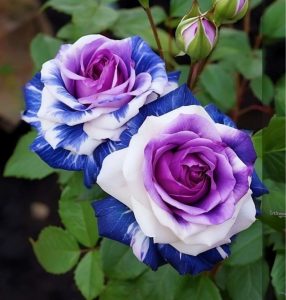 Роза Айвори Каскад купить по цене от 420р. в интернет-магазине «Посадика» с доставкой почтой в в Николаевск-на-Амурее и по всей России – [изображение №1].