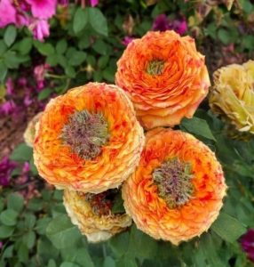 Роза Золотой Мираж купить по цене от 420р. в интернет-магазине «Посадика» с доставкой почтой в в Николаевск-на-Амурее и по всей России – [изображение №1].