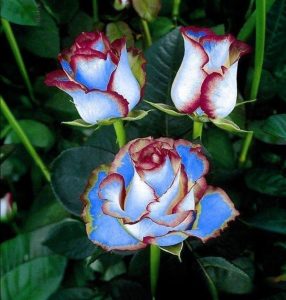 Роза Сафайер Пэтл купить по цене от 450р. в интернет-магазине «Посадика» с доставкой почтой в в Николаевск-на-Амурее и по всей России – [изображение №1].